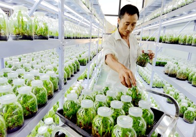 房縣擦亮“藥庫”品牌 藥材種植技術(shù)開發(fā)引領(lǐng)產(chǎn)業(yè)升級(jí)